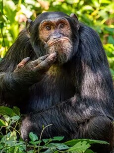 Top 10 Funniest Wildlife Photos Of 2024 That Could Be New Memes