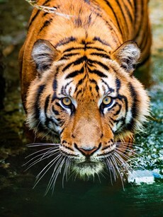 10 Legendary Tigers and Tigresses of India