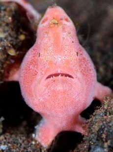 10 Amazing Sea Creatures You Didn&rsquo;t Know Existed