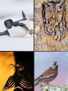 10 Award-Winning Photos of Funny, Beautiful and Striking Birds