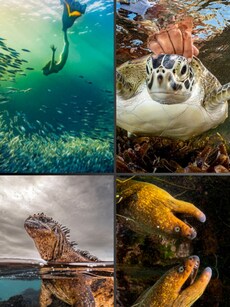 Ocean Photography 2024: 10 Jaw-Dropping Marine Animals Images