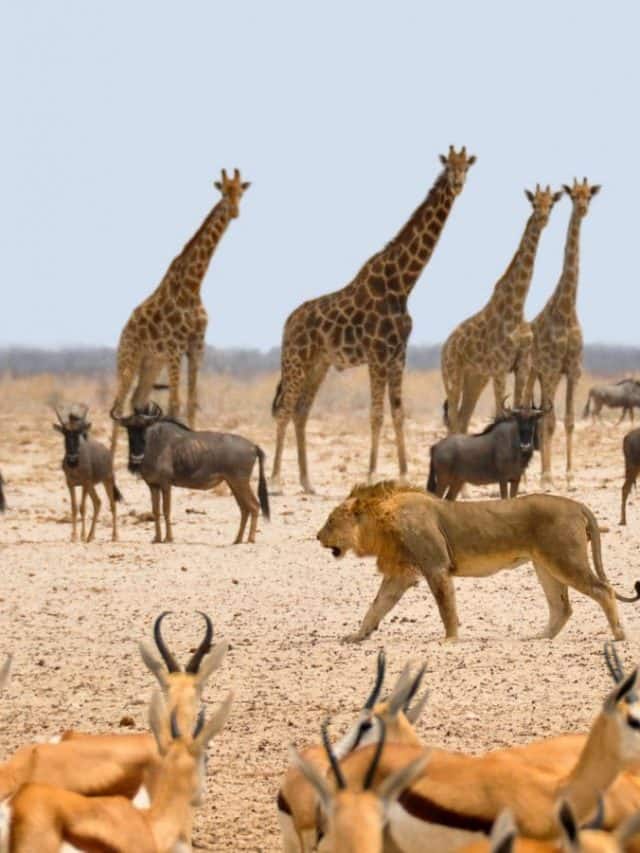 From rabbits to frogs, 10 animals that are considered lucky