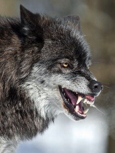 7 Largest Man-Eating Wolves in the World