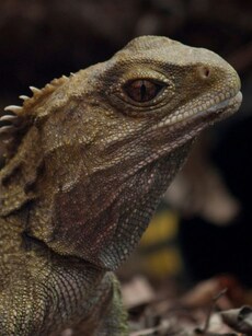 10 Oldest Animals from Dinosaur Era  That Are Still Alive