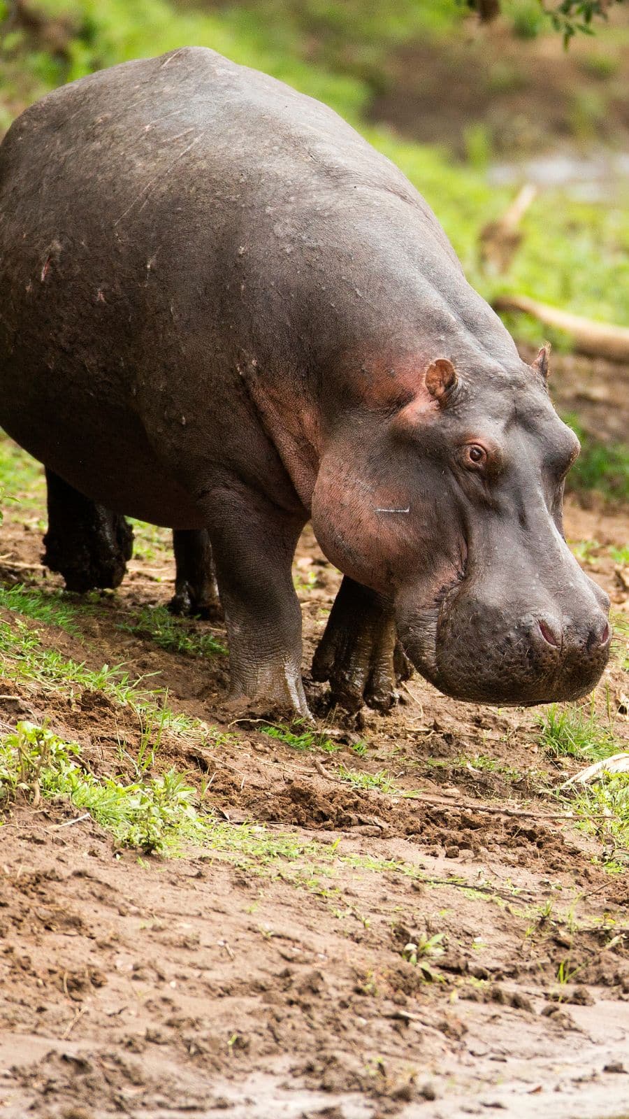 Top Ten Largest Animals What Is The 2nd Biggest Animal On Earth?