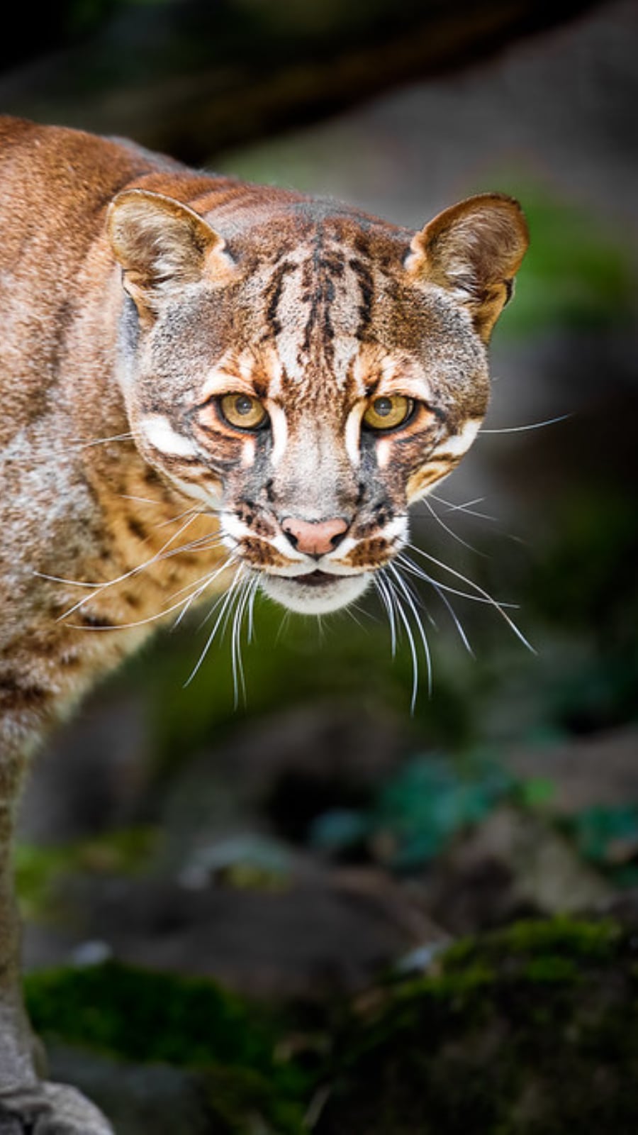 Rare Asiatic Golden Cat Rediscovered in Manas National Park