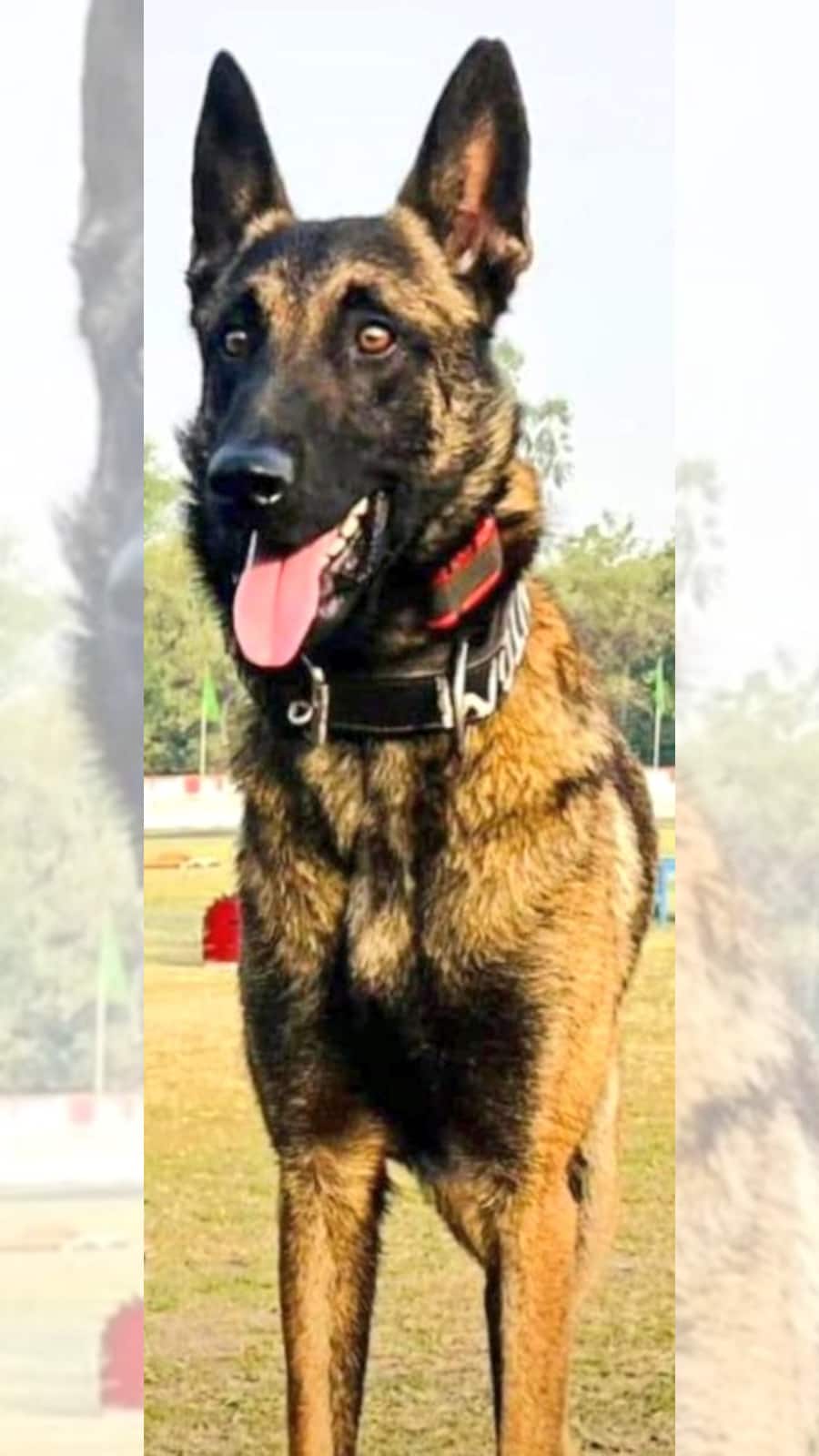 Animal Top 10 Army Dogs Mudhol Dog Rajapalayam Dog In Indian