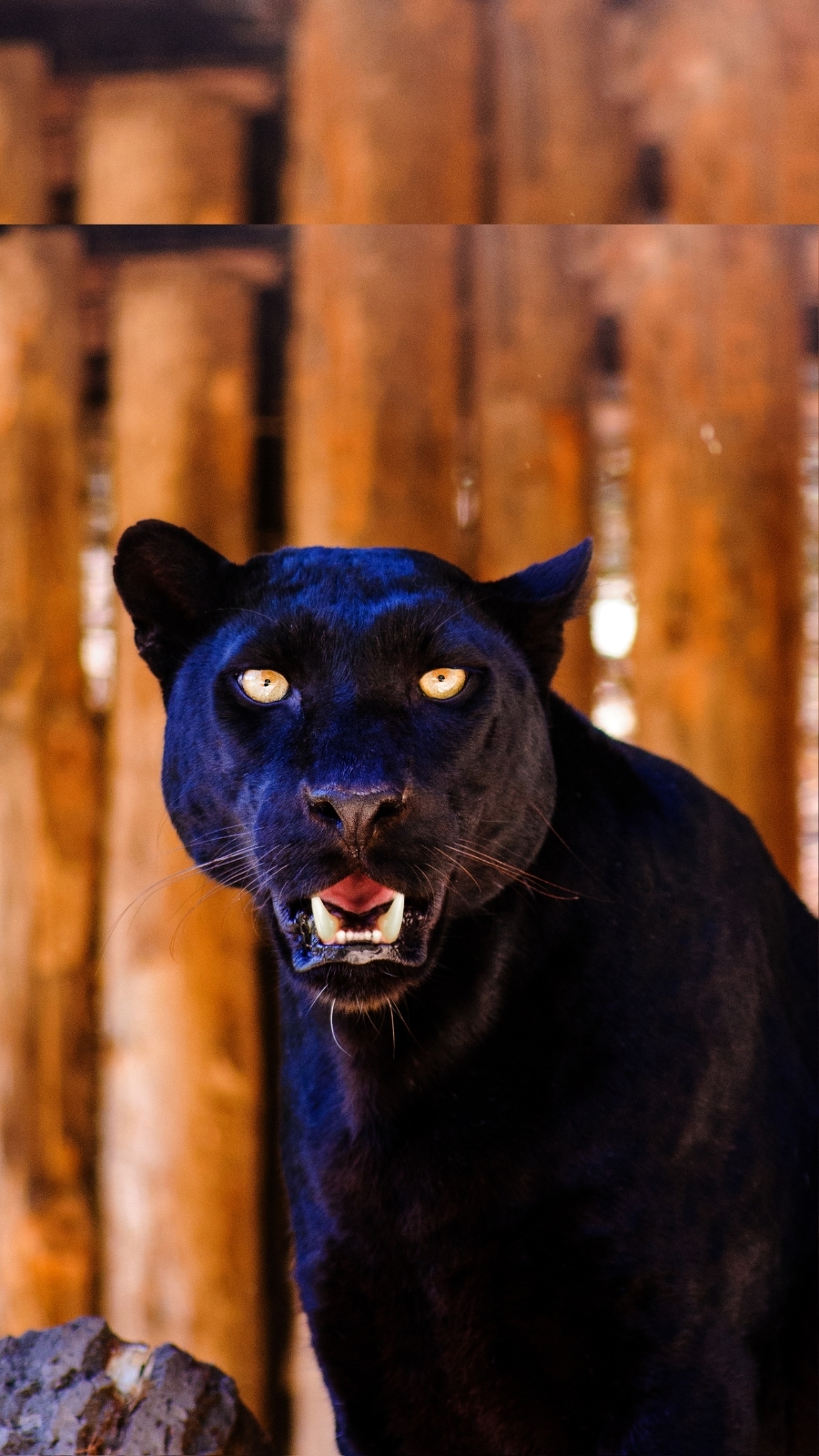 海外 all about black panthers（Black Panther Facts | Big Cat