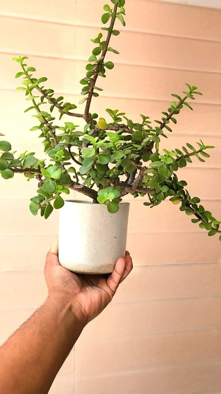 buy pineapple plant new zealand New Zealand Pineapple Guava Set Kaiteri™ PP & Kakariki™ PP for Sale –  Logee's Plants main image 1