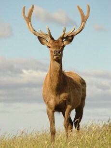 Top 10 Largest Deer Species You Won&rsquo;t Believe Exist