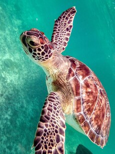 Hawksbill Sea Turtle: Meet the World&rsquo;s Most Endangered Reptile