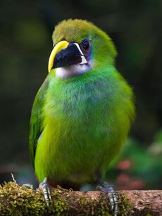 10 Most Beautiful Green Birds in the World