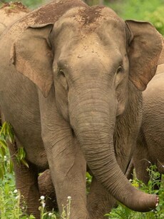 World Animal Day 2024: 10 Most Endangered Species