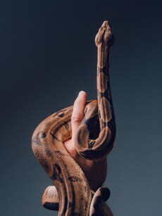 GK for Students: 7 Baby Snakes More Dangerous Than Adults