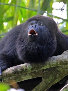 Top 10 Loudest Animals in the World