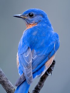 Why is Blue the Rarest Colour in Nature?