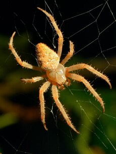 9 of the Most Deadliest Spiders in the World