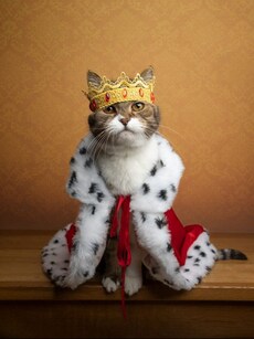 7 Most Expensive Cat Breeds in the World