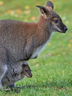 Meet the 7 Largest Marsupials on Earth