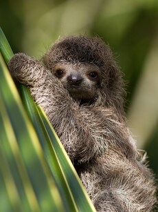 8 Slowest Animals in the World