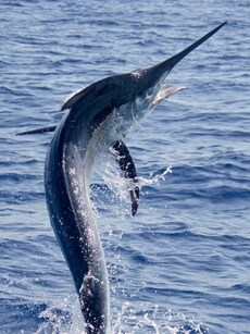 Top 10 Fastest Aquatic Animals in the World