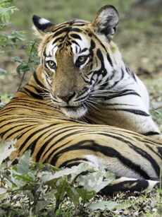 Top 10 Must-See Sights in Nagarahole Tiger Reserve