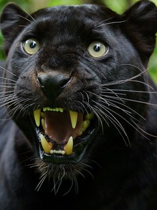 9 Spine-Chilling Facts About Apex Predator Black Panthers