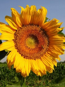 Top 10 Largest and Most Beautiful Flowers in the World