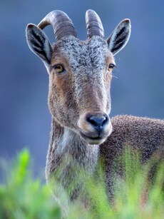 10 Rare and Incredible Animals Found Only in India