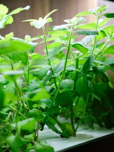 How to grow plants in water for a lush, green space at home