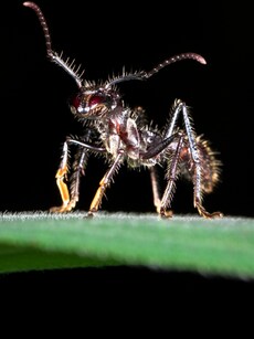 10 Deadliest Ant Species on Earth