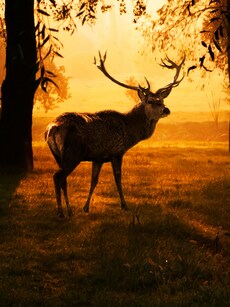 Top 10 Deer Parks in India That Will Steal Your Heart