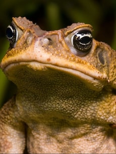 Top 10 Largest Amphibians in the World