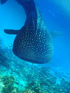 10 Interesting Facts About Whale Sharks You Didn&rsquo;t Know