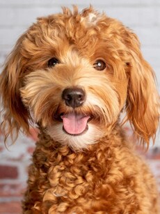 10 Super Cute Crossbreed Dogs Made by Humans