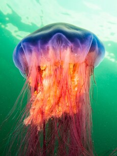 Top 9 Largest Jellyfish Species in the Ocean