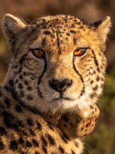 10 Fascinating Facts About Cheetahs &ndash; The World&rsquo;s Fastest Cats