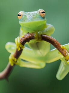 9 Amazing Facts About See-Through Glass Frogs
