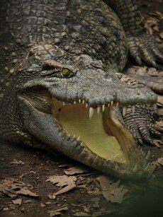 8 of the Oldest Crocodiles in the World