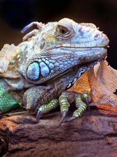 10 Cold-Blooded Animals You Should Know About