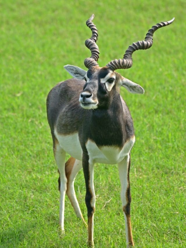 Top 10 Places to See Blackbuck in India