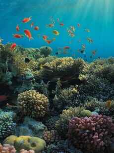 10 Best Coral Reefs for Marine Wildlife Exploration