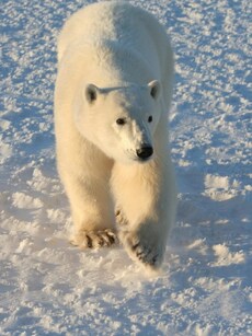 10 Iconic Destinations to See Polar Bears in the Wild