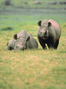 Top 10 Wildlife Safaris to See Rhinos in Their Natural Habitat