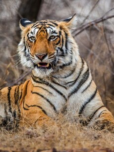 World Animal Day: Top 9 Thrilling Destinations to Spot Tigers in India