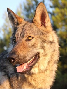 10 Most Dangerous Dog Breeds Banned in India