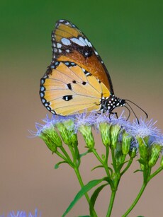 10 Magical Butterfly Parks in India