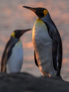 Top 9 Places to See Penguins in the Wild