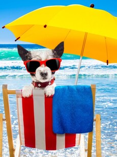 10 Pet-Friendly Travel Tips for a Joyful Journey With Your Furry Friend