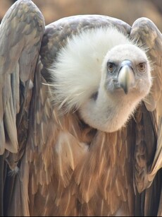 Top 10 Biggest Vultures in the World